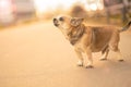 A small toy dog male Ã¢â¬â¹Ã¢â¬â¹of mixed breed barks in left, light brown color stands on the asphalt path in the street in the light